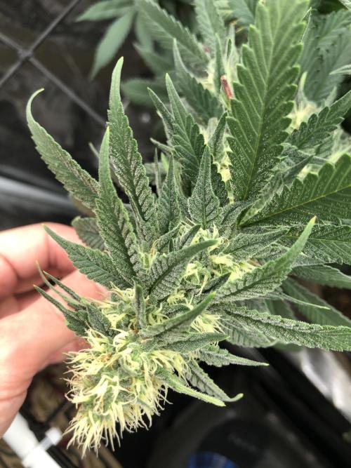 Lemonchello Haze Seedsman Indoor Summer. Week 15