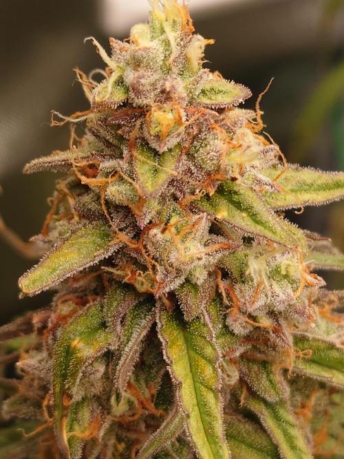 RQS F1's Orion and Milky way frosty pics. Week 7 - Orion