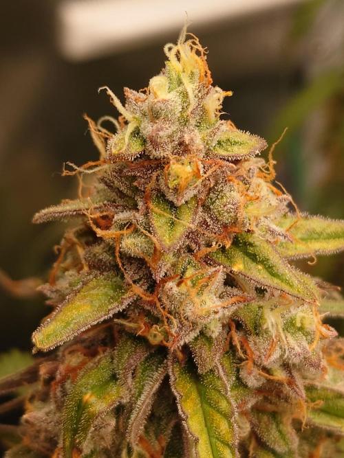 RQS F1's Orion and Milky way frosty pics. Week 7 - Orion