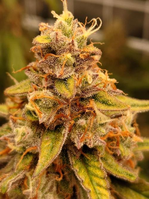 RQS F1's Orion and Milky way frosty pics. Week 7 - Orion