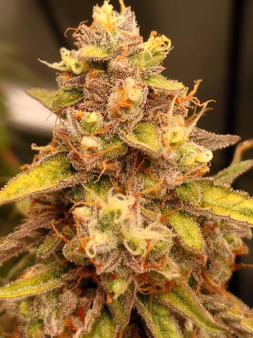 RQS F1's Orion and Milky way frosty pics. Week 7 - Orion