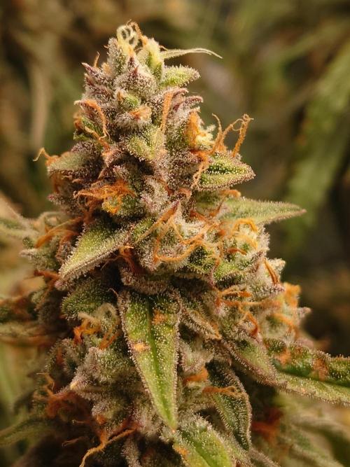 RQS F1's Orion and Milky way frosty pics. Week 7 - Milky Way