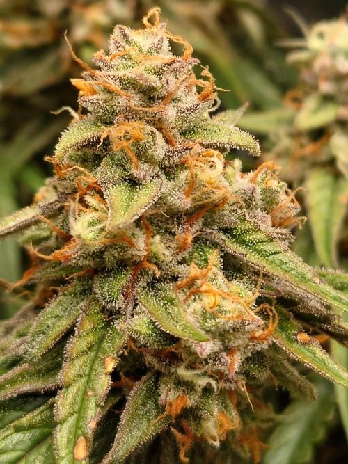 RQS F1's Orion and Milky way frosty pics. Week 7 - Milky Way