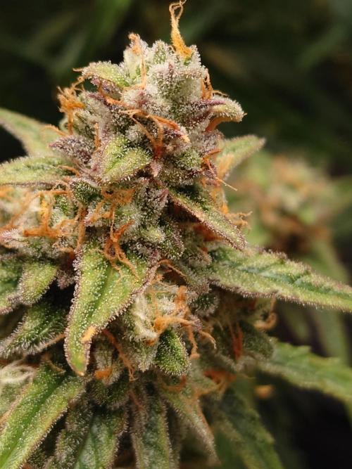 RQS F1's Orion and Milky way frosty pics. Week 7 - Milky Way