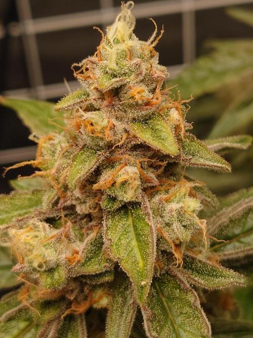 RQS F1's Orion and Milky way frosty pics. Week 7 - Milky Way