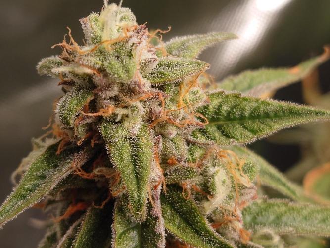 RQS F1's Orion and Milky way frosty pics. Week 7