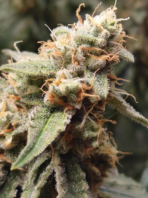 RQS F1's Orion and Milky way frosty pics. Week 7