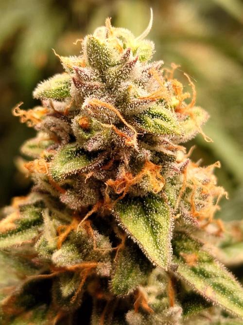 RQS F1's Orion and Milky way frosty pics. Week 7