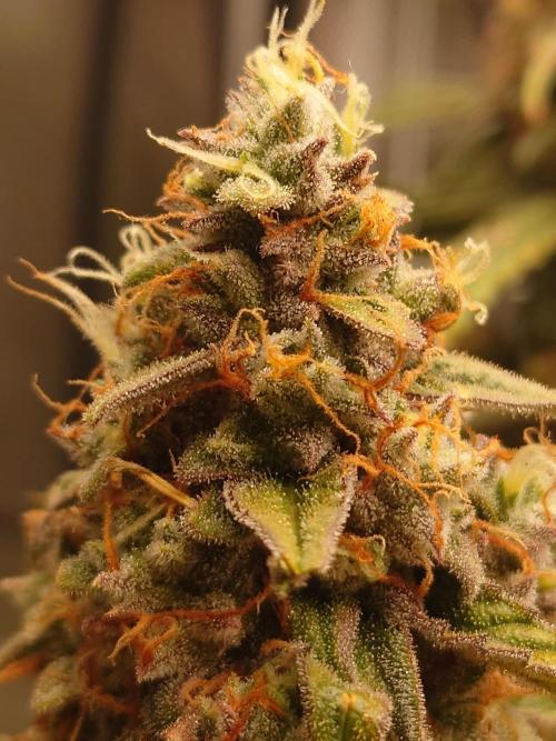 RQS F1's Orion and Milky way frosty pics. Week 7