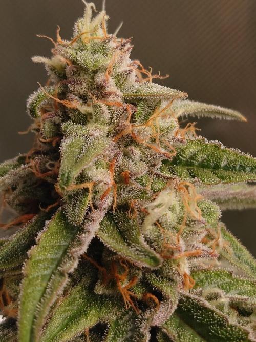 RQS F1's Orion and Milky way frosty pics. Week 7