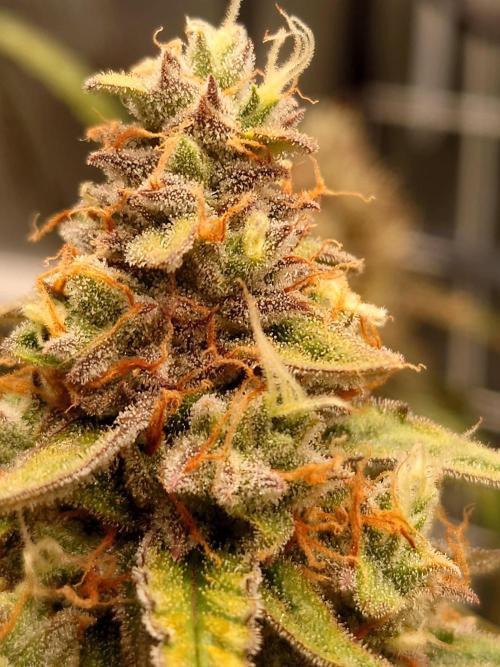 RQS F1's Orion and Milky way frosty pics. Week 7