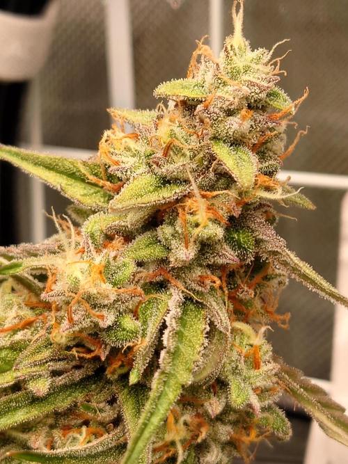 RQS F1's Orion and Milky way frosty pics. Week 7