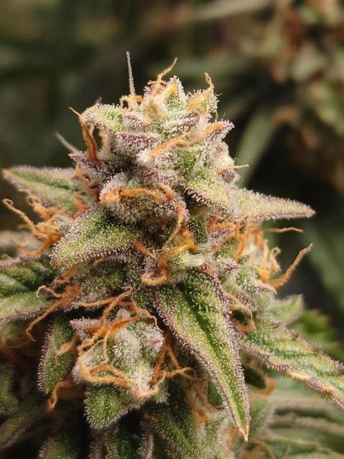 RQS F1's Orion and Milky way frosty pics. Week 7