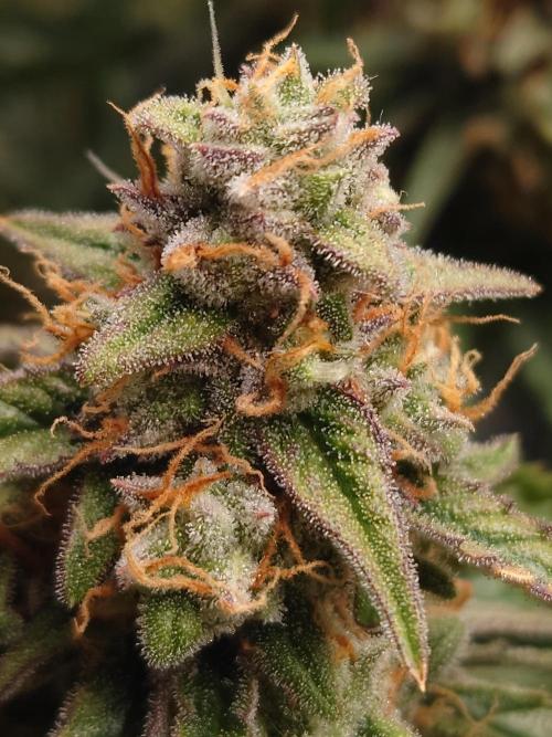 RQS F1's Orion and Milky way frosty pics. Week 7