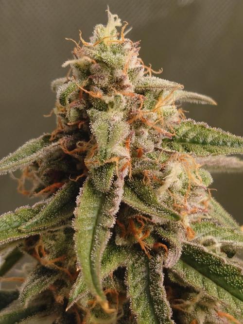 RQS F1's Orion and Milky way frosty pics. Week 7