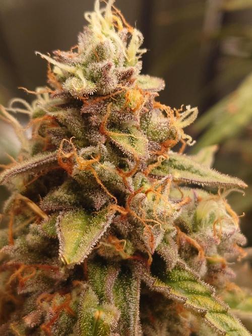 RQS F1's Orion and Milky way frosty pics. Week 7