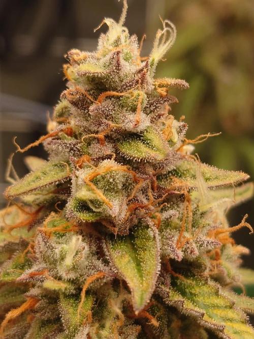 RQS F1's Orion and Milky way frosty pics. Week 7