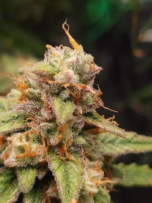 RQS F1's Orion and Milky way frosty pics. Week 7