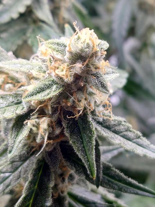 RQS F1's Orion and Milky way frosty pics. Week 7