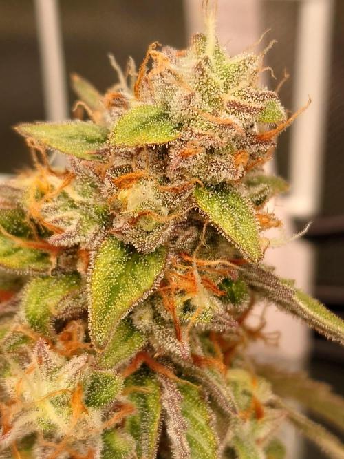 RQS F1's Orion and Milky way frosty pics. Week 7