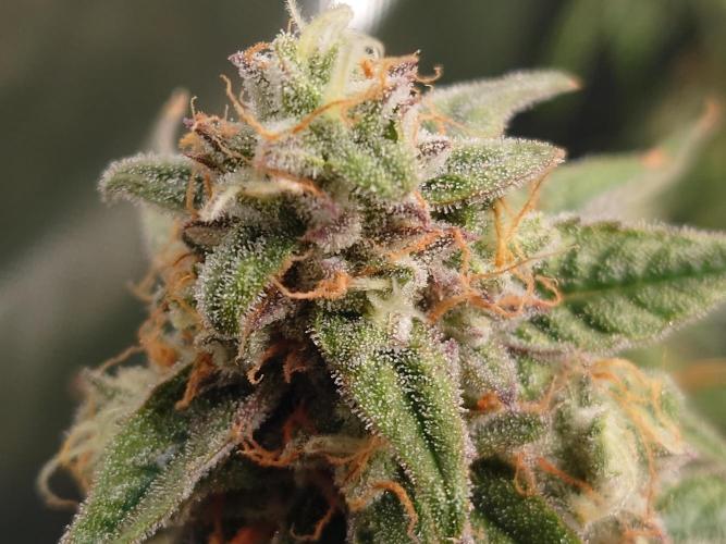 RQS F1's Orion and Milky way frosty pics. Week 7