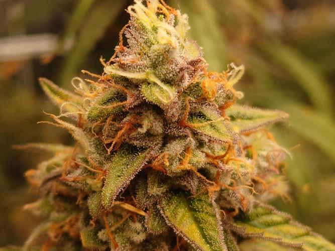 RQS F1's Orion and Milky way frosty pics. Week 7