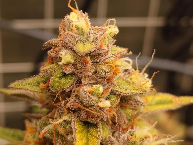 RQS F1's Orion and Milky way frosty pics. Week 7