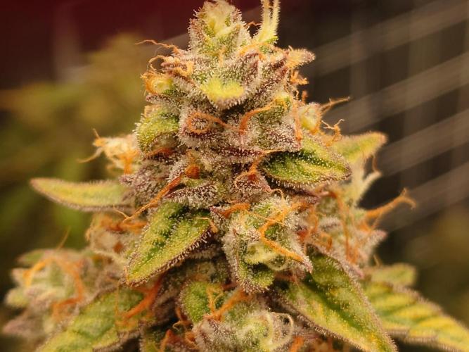 RQS F1's Orion and Milky way frosty pics. Week 7