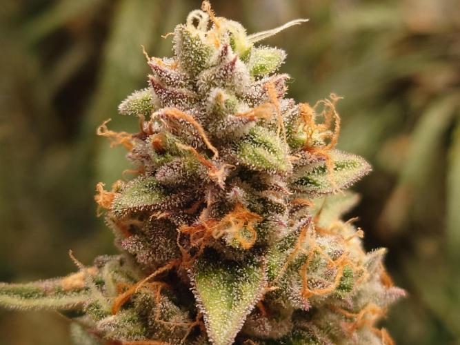 RQS F1's Orion and Milky way frosty pics. Week 7