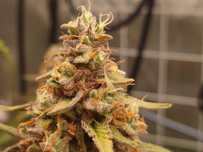 RQS F1's Orion and Milky way frosty pics. Week 7