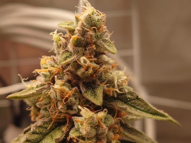 RQS F1's Orion and Milky way frosty pics. Week 7