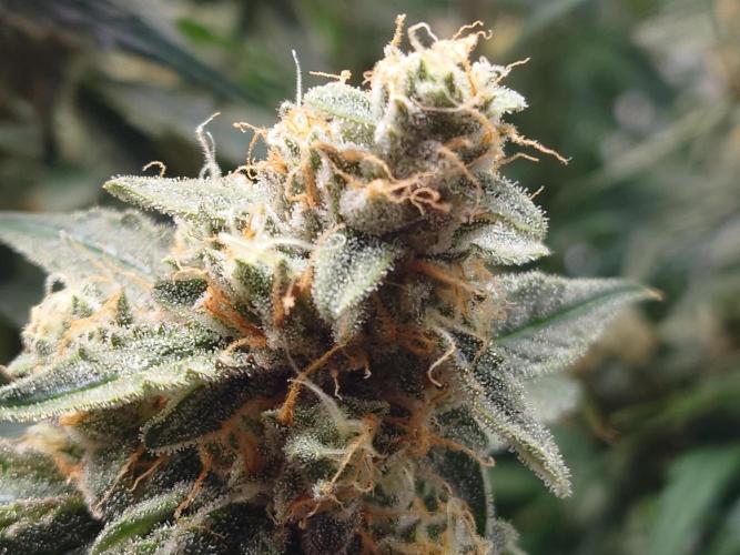 RQS F1's Orion and Milky way frosty pics. Week 7