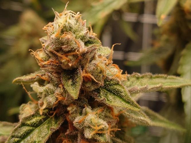 RQS F1's Orion and Milky way frosty pics. Week 7