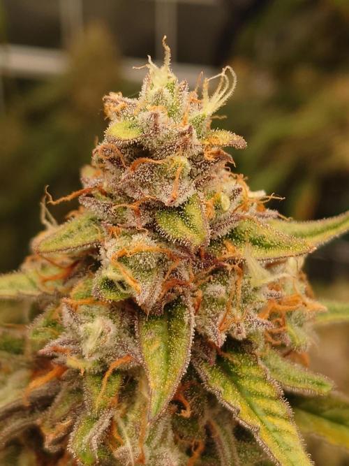 RQS F1's Orion and Milky way frosty pics. Week 7