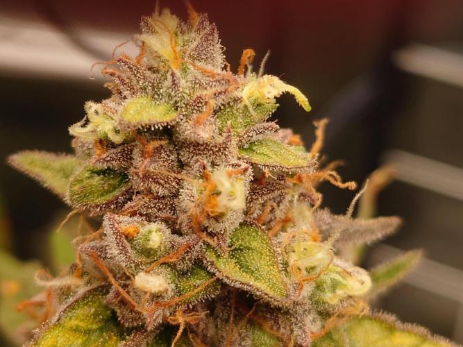 RQS F1's Orion and Milky way frosty pics. Week 7