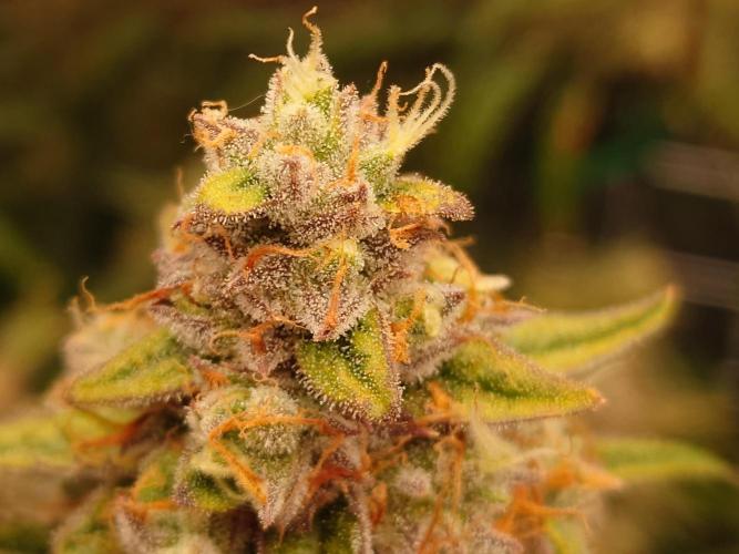 RQS F1's Orion and Milky way frosty pics. Week 7