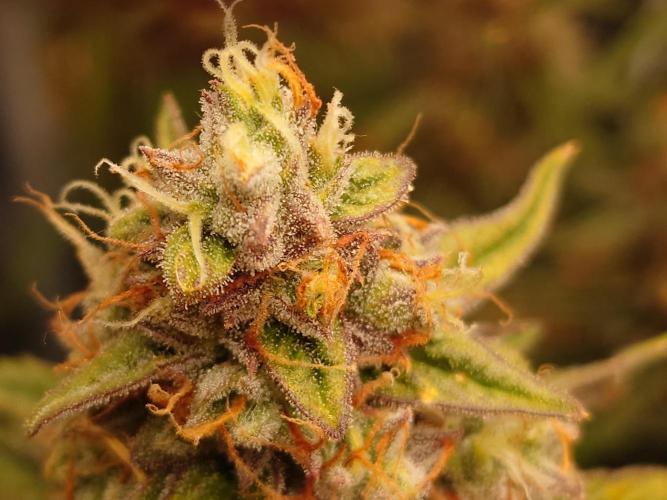 RQS F1's Orion and Milky way frosty pics. Week 7