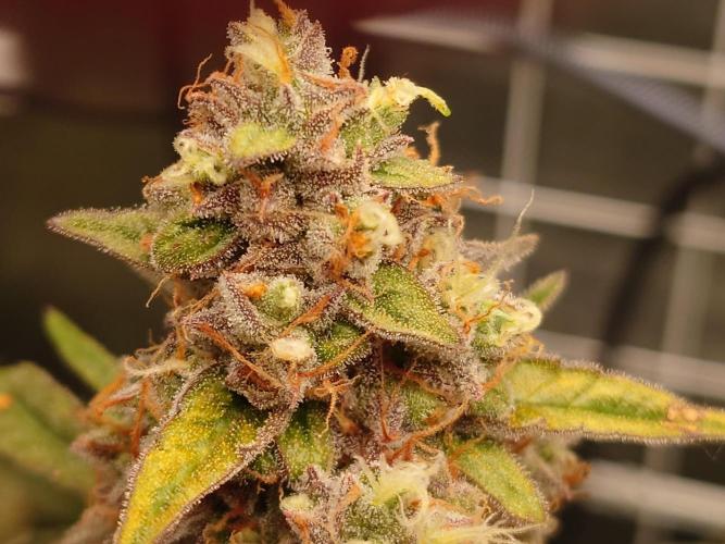 RQS F1's Orion and Milky way frosty pics. Week 7