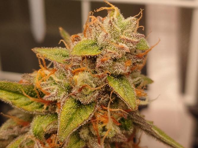 RQS F1's Orion and Milky way frosty pics. Week 7