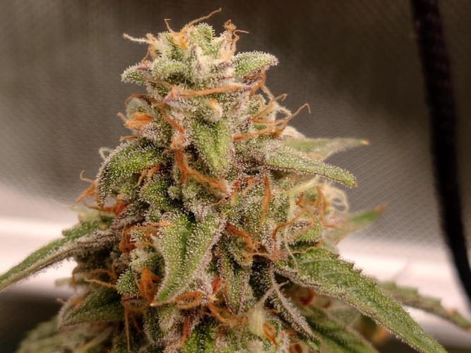 RQS F1's Orion and Milky way frosty pics. Week 7