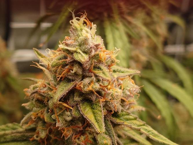 RQS F1's Orion and Milky way frosty pics. Week 7