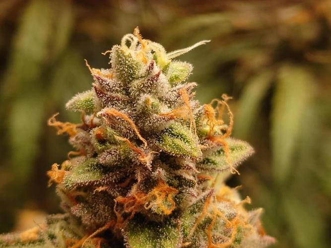 RQS F1's Orion and Milky way frosty pics. Week 7