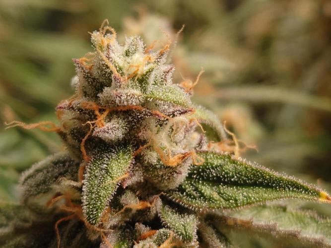 RQS F1's Orion and Milky way frosty pics. Week 7