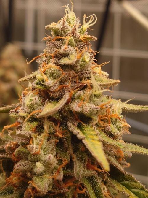 RQS F1's Orion and Milky way frosty pics. Week 7