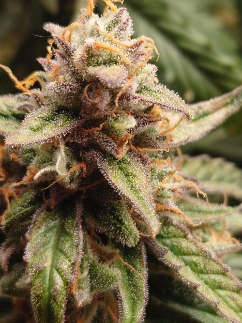 RQS F1's Orion and Milky way frosty pics. Week 7