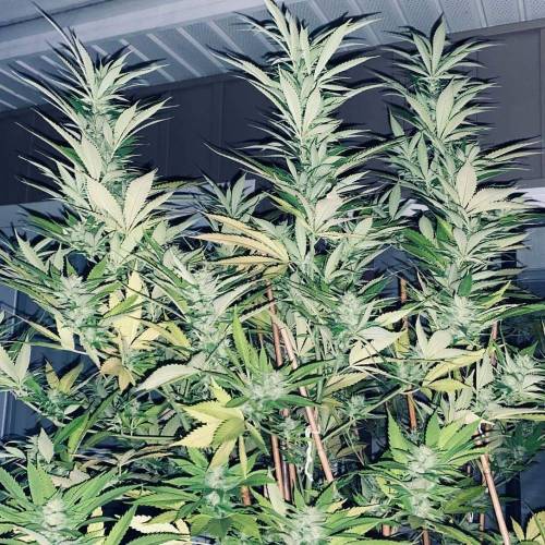 Grandaddy Purple::Clone. Week 8