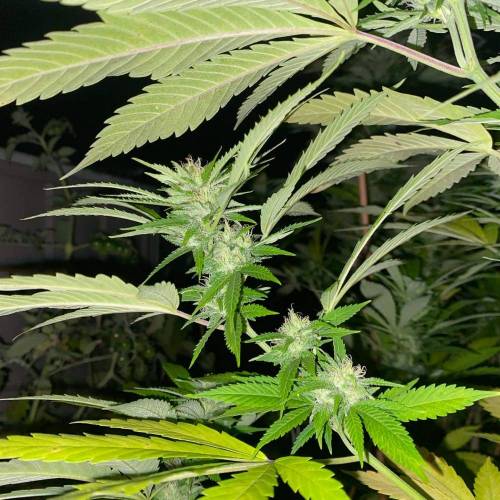 Grandaddy Purple::Clone. Week 8