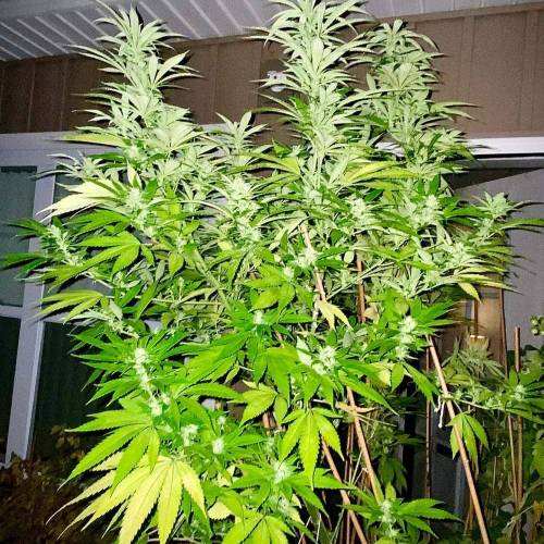 Grandaddy Purple::Clone. Week 8