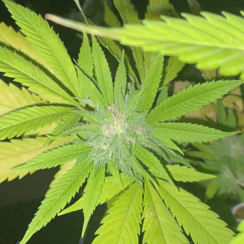 Grandaddy Purple::Clone. Week 8