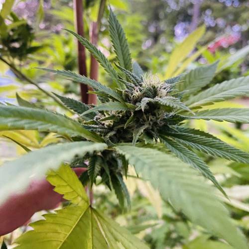 Grandaddy Purple::Clone. Week 8